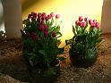 Tulips potted